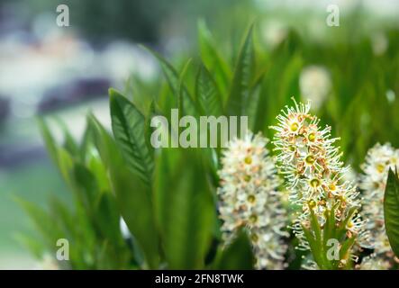 Ciliegio Laurel in fiore, primo piano. Bellissimo arbusto profumato sempreverde conosciuto anche come Prunus laurocerasus o English Laurel. Messa a fuoco selettiva su bianco minuscolo Foto Stock