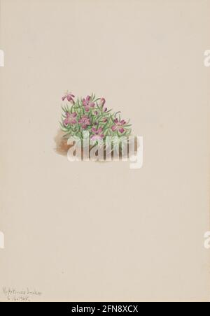 Tappeto rosa (Silene acaulis), 1905. Foto Stock