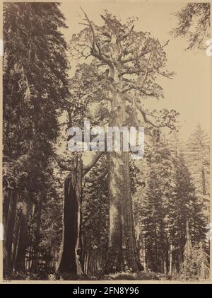 Grizzly Giant, Mariposa Grove, 1861. Foto Stock