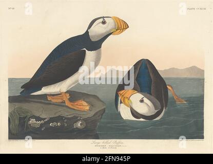 Puffin con fatturazione grande, 1836. Foto Stock