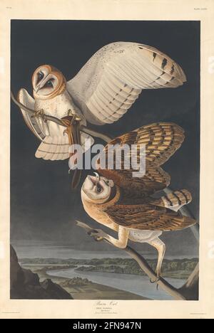 Barn Owl, 1833. Foto Stock