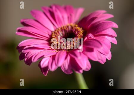 Una vista ravvicinata dei bellissimi fiori rosa di una gerbera su uno sfondo sfocato. Foto Stock