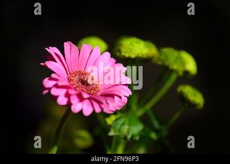Una bella gerbera rosa con alcuni fiori gialli su sfondo nero. Foto Stock