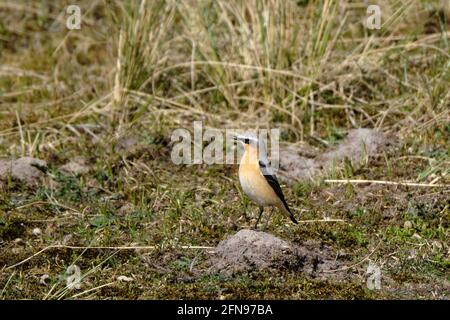 Wheatear settentrionale, Oenanthe enanthe leucorhoa-maschio, in dune tra l'erba di martiri, migrando attraverso i paesi bassi per recuperare. 23-4-21 Ameland Foto Stock