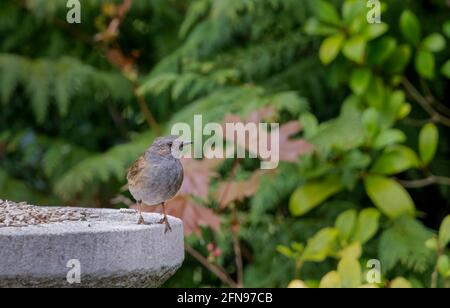 Un dunnock, Prunella modularis, perches su un tavolo di uccelli di pietra che si nutriscono in un giardino in Surrey, nel sud-est dell'Inghilterra, dalla tarda primavera all'inizio dell'estate (residente) Foto Stock