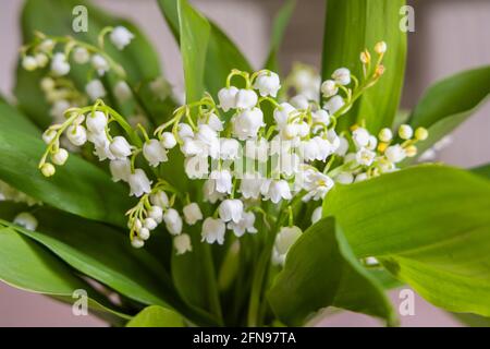 Una disposizione floreale di delicato, fragrante giglio a forma di campana della valle (Convallaria majalis) in primavera da un giardino a Surrey, Inghilterra sud-orientale Foto Stock