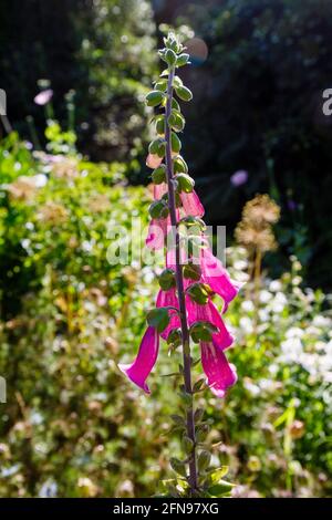 Erbaceo biennale comune Foxguanto (Digitalis purea) che cresce e fiorisce in un giardino in Surrey, nel sud-est dell'Inghilterra Foto Stock