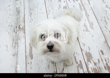Carino cane maltese che guarda in alto e seduto sopra parquet vintage. Vista ad angolo alto. Concetto di cibo di elemosina. Foto Stock
