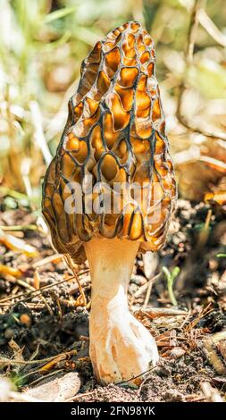 Morel fungo in primavera sole nella foresta, alta definizione macro Foto Stock