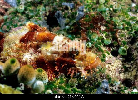 Scorpione assagiato seduto sul fondo (Scorpaenopsis oxycephala), Isole Salomone Foto Stock