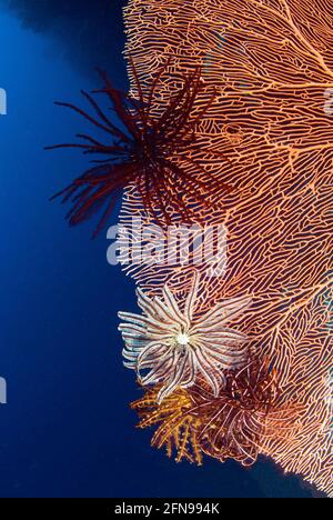 Due crinoidi su grande ventilatore di mare rosso in immersione muro, Isole Salomone Foto Stock