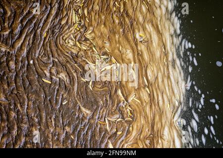 Primo piano di modelli di materiale organico e detriti catturati in fiume eddy Foto Stock