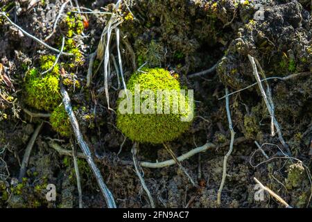 Pietra sopravvolta con muschio verde Foto Stock