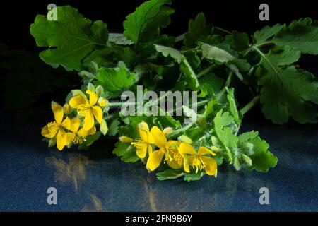 Celandine con un fiore e foglie verdi su un tavolo con un riflesso. Primavera che fiorisce su uno sfondo nero Foto Stock