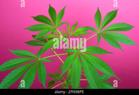 Studio fotografico di foglie naturali verdi giovani isolate di piante di cannabis, sfondo rosa Foto Stock