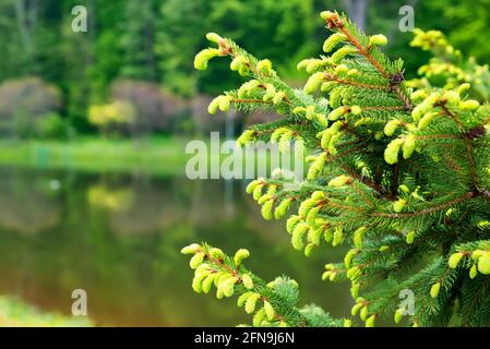 Abete rosso bluastro Canadese, abete bianco - pianta sempreverde, specie della famiglia Pinaceae. Germogli giovani e leggeri su rami di colore verde scuro Foto Stock