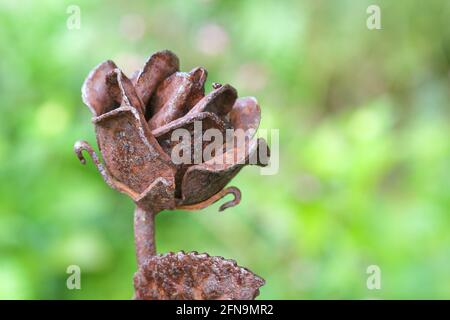 Arrugginito Ornament giardino di fiori di rosa di ferro artificiale Foto Stock