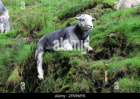 Una pecora rara di razza Herdwick che riposa sulla collina Foto Stock