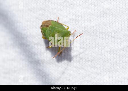 Un bug scudo è atterrato sul lavaggio Foto Stock