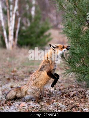 Red Fox in piedi sulle gambe posteriori e odorare gli aghi di un albero di pino con sfondo sfocato nel suo ambiente e habitat. Immagine FOX. Immagine. Verticale. Foto Stock