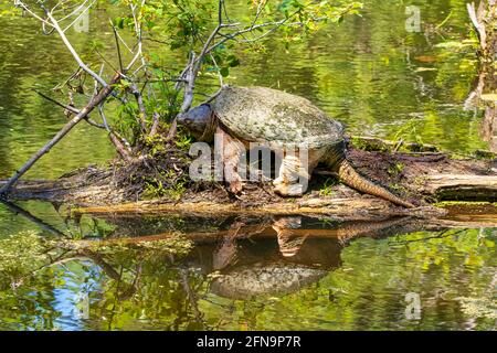 Enorme tartaruga scattante al sole su un log in un lago con sfondo verde Foto Stock