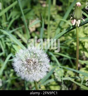 Il dente di leone (Taraxacium officinale) soffia testa di seme nel sole di primavera Foto Stock