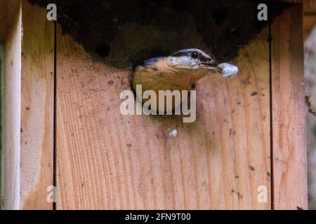 Duelmen, NRW, Germania. 15 maggio 2021. Un nuthatch eurasiatico (Sitta europaea) maschio innesti una larva nel suo disegno di legge. L'uccello è impegnato a nutrire la sua covata in una scatola di nidificazione in un bosco maturo nella Riserva Naturale di Duelmen. Credit: Imageplotter/Alamy Live News Foto Stock