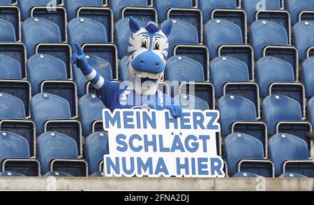 Città di Duisburg, Germania. 15 maggio 2021. Primo: 15.05.2021, Fuvuball, 3. Bundesliga, stagione 2020/2021, MSV Duisburg - FC Ingolstadt 1: 5 Ennatz, la mascotte di Duisburg, Zebra | Usage worldwide Credit: dpa/Alamy Live News Foto Stock