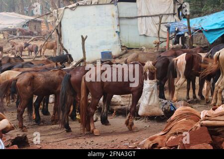 Cavallo con borsetta al naso riempita di foraggio. Il sacchetto di alimentazione sul viso riduce lo spreco di cibo e impedisce a uno di consumare la razione dell'altro. S Foto Stock