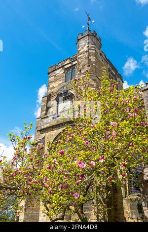 Magnolia albero in fiore, da St Dunstan's Church Tower, Cranbrook, Kent, Regno Unito Foto Stock