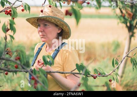 Femmina contadino che raccoglie frutta matura di ciliegio in frutteto biologico, prodotto localmente coltivato concetto, fuoco selettivo Foto Stock