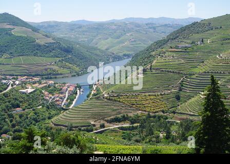 Ripresa aerea di vigneti sulle pendici che conducono al fiume, alta Valle del Douro, Portogallo Foto Stock