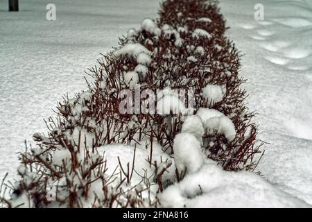 molta neve sui rami dell'arbusto, in inverno Foto Stock