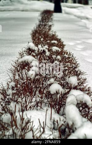 molta neve sui rami dell'arbusto, in inverno Foto Stock