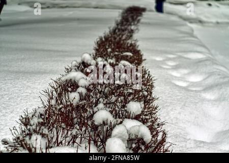 molta neve sui rami dell'arbusto, in inverno Foto Stock