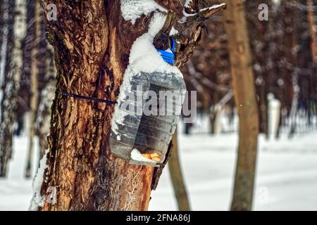 alimentatore di uccelli in lattina di plastica, in inverno Foto Stock