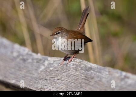 Cettia cetti, il guerrieraio di Cetti. Molla Foto Stock