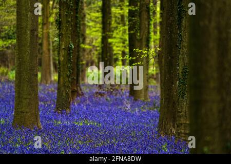 Bluebells in piena fioritura che copre il pavimento in un tappeto di blu in un bel bosco di alberi da spiaggia, West Sussex, UK Foto Stock