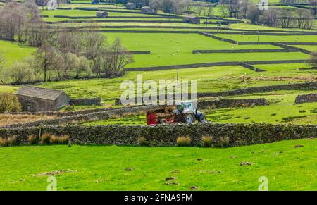 Swaledale, Yorkshire Dales, Regno Unito. Muck che sparge i campi in primavera con trattore, stalle di pietra o case di mucca, pecore e muratura di pietra a secco. Typi Foto Stock