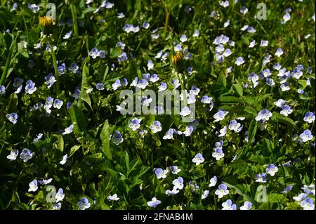 Slender speedwell (Veronica filiformis) fiori blu fiorisce in primavera. Foto Stock