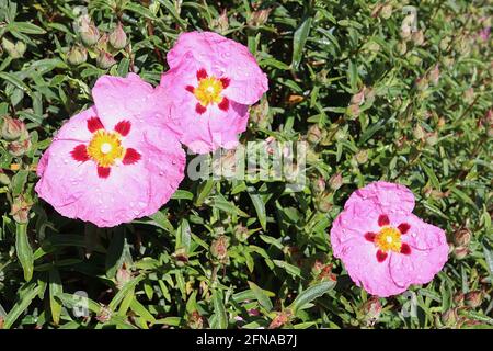 Cistus x purpurpureus orchidea rosa roccia – fiori rosa con guide nettare rosso marrone, maggio, Inghilterra, Regno Unito Foto Stock