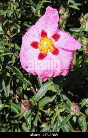 Cistus x purpurpureus orchidea rosa roccia – fiori rosa con guide nettare rosso marrone, maggio, Inghilterra, Regno Unito Foto Stock