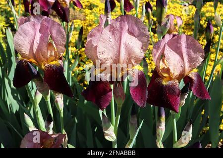 Iris ‘Burgundy Party’ Tall Bearded iris cadute di Borgogna, standard di bronzo violetto con profilo molto fine borgogna, barba gialla, maggio, Inghilterra, Regno Unito Foto Stock