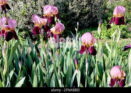 Iris ‘Burgundy Party’ Tall Bearded iris cadute di Borgogna, standard di bronzo violetto con profilo molto fine borgogna, barba gialla, maggio, Inghilterra, Regno Unito Foto Stock