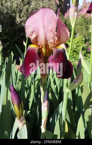 Iris ‘Burgundy Party’ Tall Bearded iris cadute di Borgogna, standard di bronzo violetto con profilo molto fine borgogna, barba gialla, maggio, Inghilterra, Regno Unito Foto Stock