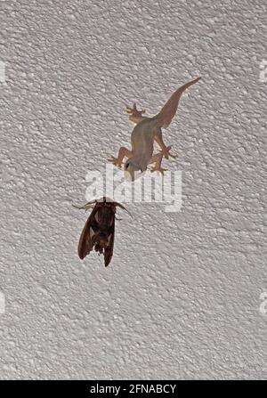 Asian House Gecko (Hemidactylus frenatus) adulto sulla parete stalking grande falena Taman Negara NP, Malesia Febbraio Foto Stock