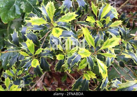 Osmanthus eterophyllus ‘Variegatus’ olive agiate variegate – foglie di ovato verde scuro con bordi verdi e spine morbide, maggio, Inghilterra, Regno Unito Foto Stock