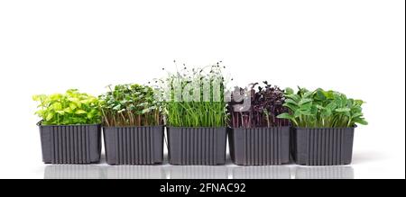 Diversi contenitori con un mix di micrograni su sfondo bianco con spazio per il testo. Micrograni di rafano, girasole, cipolla e basilico isolati su Foto Stock