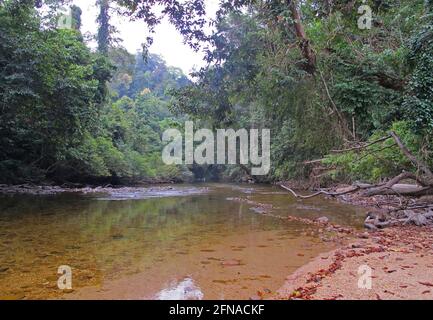 Vista lungo il fiume Tahan al mattino presto Taman Negara NP, Malesia Febbraio Foto Stock