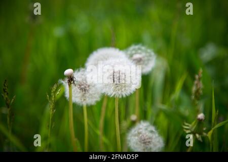 Teste di semi di dente di leone, blowballs (Taraxum) Foto Stock